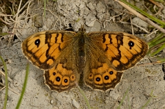 David Plant Photography - Wildlife Photography - Wall - A